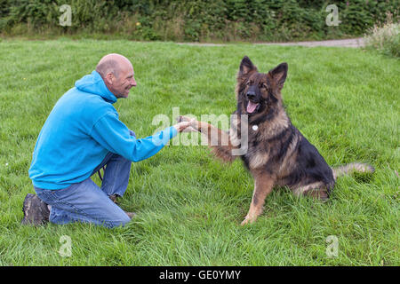 Deutscher Schäferhund dieser Besitzer Hand zu schütteln. Sie sind draußen auf dem Rasen tun Training. Stockfoto