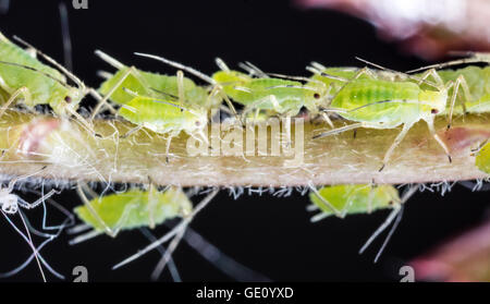 Blattläuse auf die Blume Sprossen. Makroaufnahme. Stockfoto