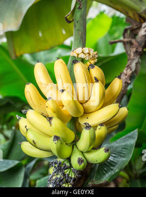 Reife Bündel Bananen auf dem Palm. Nahaufnahme Bild. Stockfoto