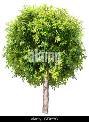 Ficus Benjamina. Datei enthält Beschneidungspfade. Stockfoto