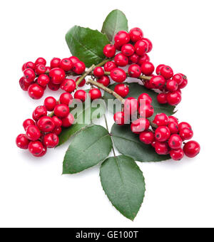 Stechpalme (Ilex) Blätter und Früchte auf einem weißen Hintergrund. Stockfoto