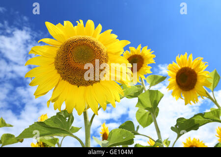 Helles Bild mit Sonnenblumen im Feld auf den sonnigen Tag. Stockfoto