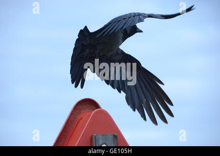 Krähe in verschiedenen Sets am selben Ort. Stockfoto