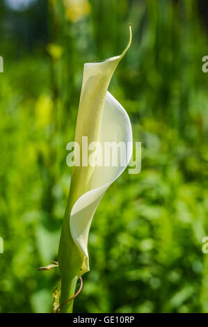 weiße Calla Lilie Blume blühen Stockfoto