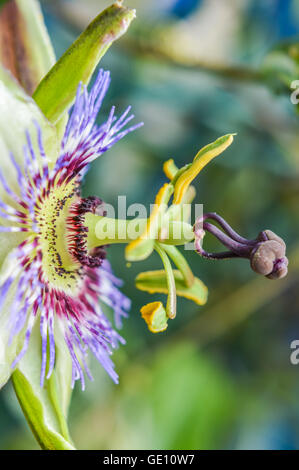 Passionsblume in voller Blüte Profil hautnah Stockfoto