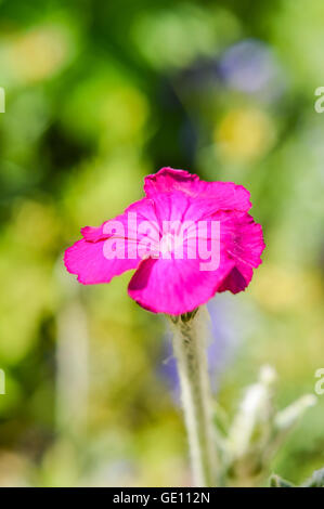 schönes Rosa Silene Coronaria Blume Stockfoto