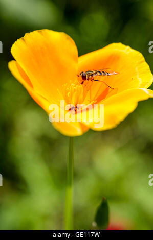 Tiny Bee golden kalifornische Mohn hautnah Stockfoto