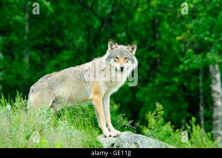 Zoologie/Tiere, Säugetiere, Säugetier/Wolfs, grauen Wolf (Canis lupus), Langedrag, Norwegen, Verbreitung: Asien, Nordamerika, Europa, Additional-Rights - Clearance-Info - Not-Available Stockfoto