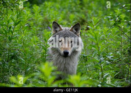 Zoologie/Tiere, Säugetiere, Säugetier/Wolfs, grauen Wolf (Canis lupus), Langedrag, Norwegen, Verbreitung: Asien, Nordamerika, Europa, Additional-Rights - Clearance-Info - Not-Available Stockfoto