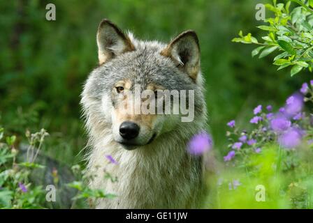 Zoologie/Tiere, Säugetiere, Säugetier/Wolfs, grauen Wolf (Canis lupus), Langedrag, Norwegen, Verbreitung: Asien, Nordamerika, Europa, Additional-Rights - Clearance-Info - Not-Available Stockfoto