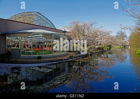 Geographie/Reisen, Niederlande, Lisse, Keukenhof, flower show in der willem-alexander Pavillon, Additional-Rights - Clearance-Info - Not-Available Stockfoto