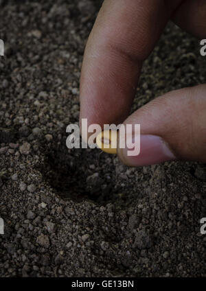 Sämling von Soja in den Boden Stockfoto