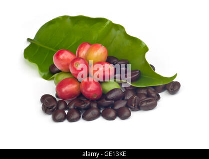 Kaffeebohnen und rote Reife Kaffee isoliert auf weißem Hintergrund. Stockfoto