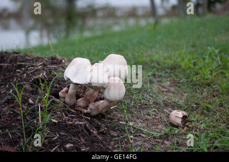 Fliegenpilz-Pilze auf Rindenmulch im park Stockfoto