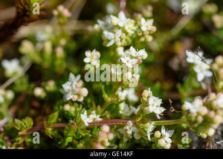 Heide-Labkraut, Galium saxatile, Wildblumen, Dumfries & Galloway, Schottland Stockfoto