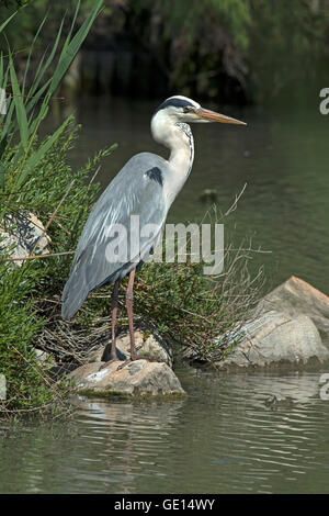 Graureiher im ornithologischen Park Pont de Gau Stockfoto