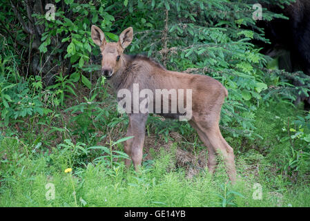 Elch Kalb suchen in Alaska Stockfoto