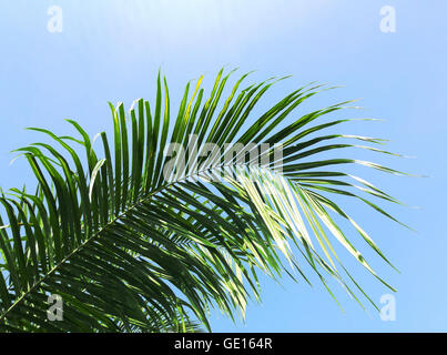 Palmzweig am strahlend blauen Himmelshintergrund Stockfoto