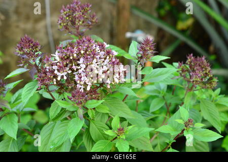 Basilikum (Ocimum Basilicum Linn) Baum Schwerpunkt Blumen Stockfoto