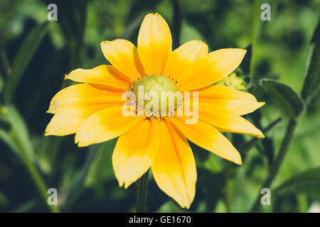 Rudbeckia Hirta, gelbe Blume - Sonnenhut Stockfoto