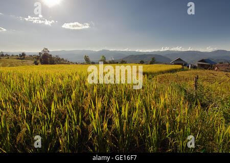 Baan Pa Bong Pieng (Blick auf Reis-Farm und bewölkten blauen Himmel von der lokalen Bevölkerung in den Bergen, nördlichen Teil von Thailand) Stockfoto