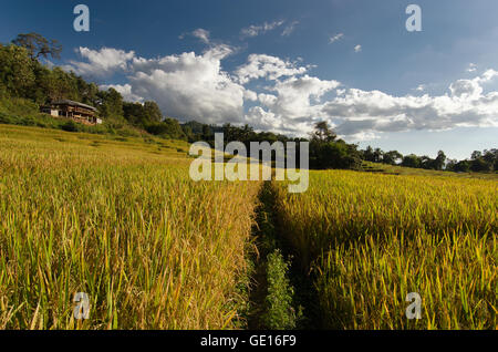 Baan Pa Bong Pieng (Blick auf Reis-Farm und bewölkten blauen Himmel von der lokalen Bevölkerung in den Bergen, nördlichen Teil von Thailand) Stockfoto