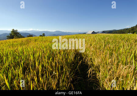 Baan Pa Bong Pieng (Blick auf Reis-Farm und bewölkten blauen Himmel von der lokalen Bevölkerung in den Bergen, nördlichen Teil von Thailand) Stockfoto