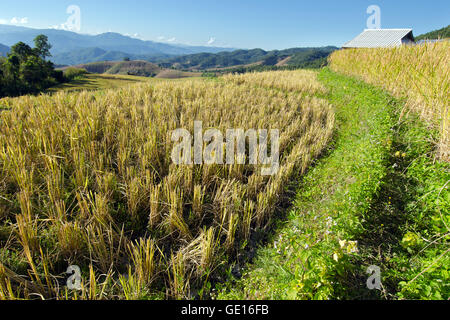 Baan Pa Bong Pieng (Blick auf Reis-Farm und bewölkten blauen Himmel von der lokalen Bevölkerung in den Bergen, nördlichen Teil von Thailand) Stockfoto