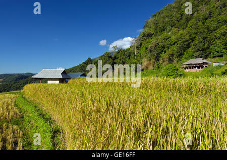 Baan Pa Bong Pieng (Blick auf Reis-Farm und bewölkten blauen Himmel von der lokalen Bevölkerung in den Bergen, nördlichen Teil von Thailand) Stockfoto