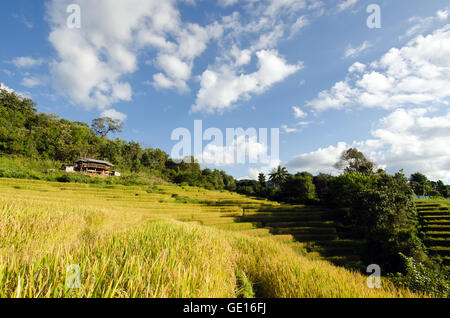 Baan Pa Bong Pieng (Blick auf Reis-Farm und bewölkten blauen Himmel von der lokalen Bevölkerung in den Bergen, nördlichen Teil von Thailand) Stockfoto