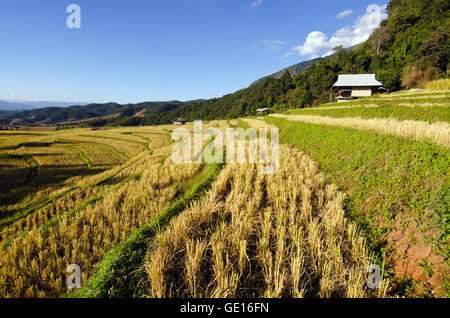 Baan Pa Bong Pieng (Blick auf Reis-Farm und bewölkten blauen Himmel von der lokalen Bevölkerung in den Bergen, nördlichen Teil von Thailand) Stockfoto