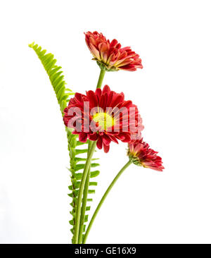 schöne rote Blume auf einem weißen Hintergrund. Stockfoto