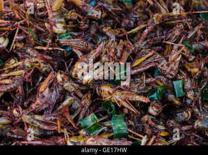 Insekten-Raupen als Snacks auf einem Markt in Thailand verkauft. Stockfoto