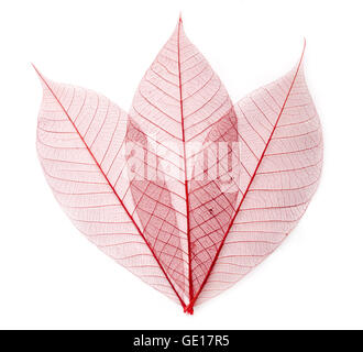 getrocknete Farbe Blatt transparent isoliert auf weiss. Stockfoto