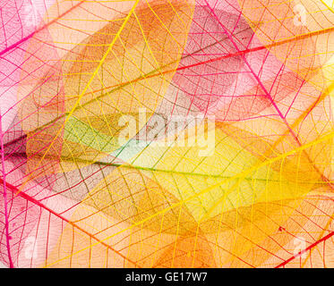 getrocknete Farbe Blatt transparent isoliert auf weiss. Stockfoto