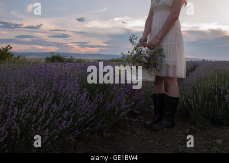 Frau im Lavendel Feld Holding Korb mit Blumen Stockfoto