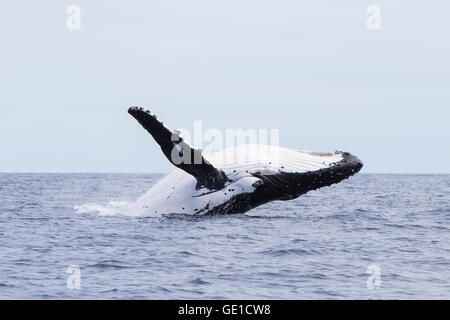 Buckelwal Verletzung, Tonga, Südpazifik Stockfoto