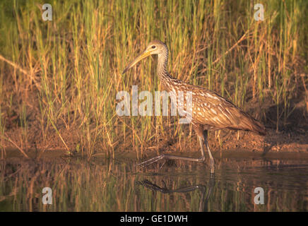 Limpkin Vogel (Aramus guarauna) waten im seichten Wasser, Florida, Vereinigte Staaten Stockfoto