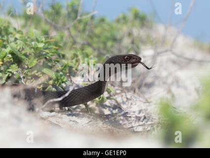 Porträt einer erwachsenen Eastern Coachwhip (Masticophis flagellum) Schlange am Strand, Florida, USA Stockfoto