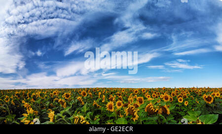 Panorama-Feld von Sonnenblumen Stockfoto