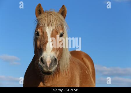 Haflinger Pferd Porträt Stockfoto