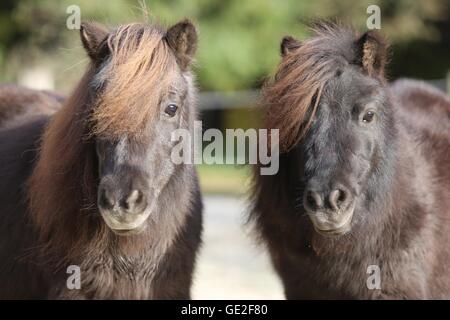 Mini-Shetland Pony Portrait Stockfoto