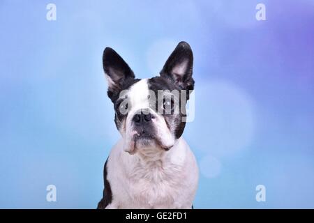 Boston Terrier Portrait Stockfoto