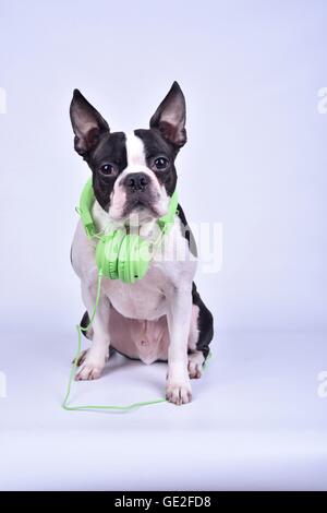 Boston Terrier sitzend Stockfoto