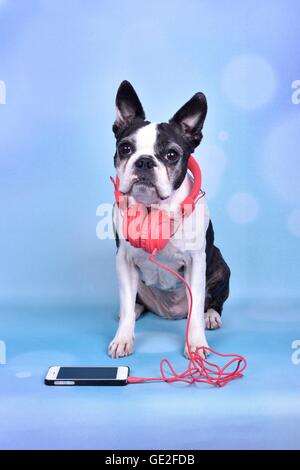 Boston Terrier sitzend Stockfoto