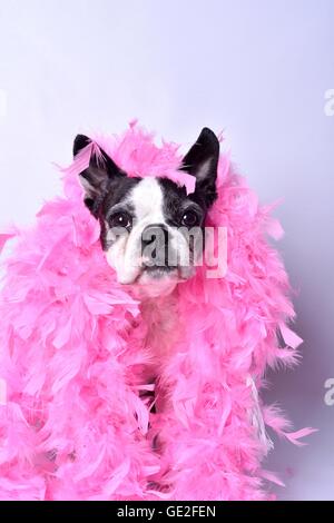 Boston Terrier Portrait Stockfoto