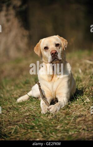 Labrador Retriever liegend Stockfoto