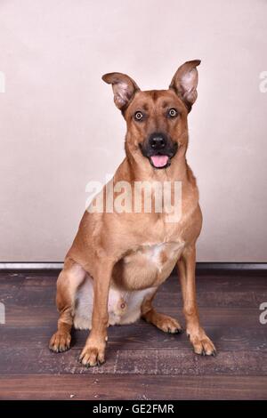Rhodesian Ridgeback Mischling sitzen Stockfoto