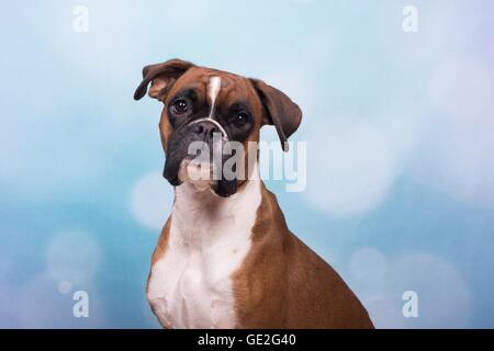 Deutscher Boxer Portrait Stockfoto