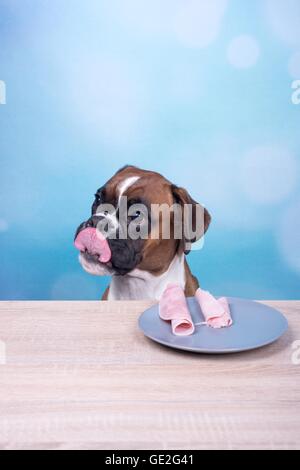 Deutscher Boxer Portrait Stockfoto